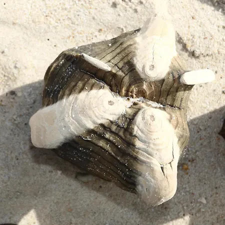 Haus-sylter-welle-060-ob Apartmán