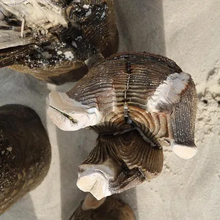 Apartmán Haus-sylter-welle-060-ob